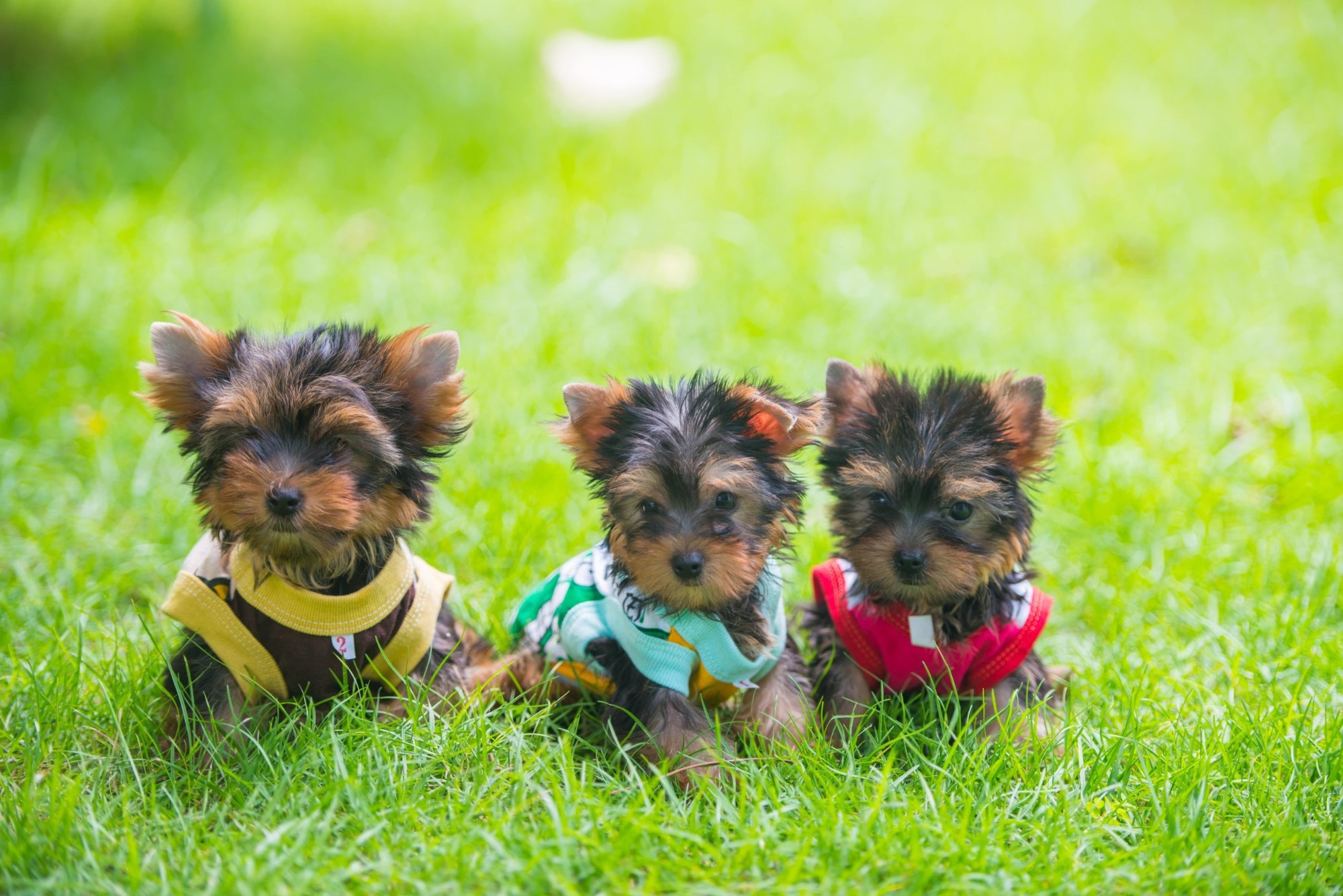 Three puppies sitting on the grass